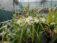 Storczyki / Orchids
